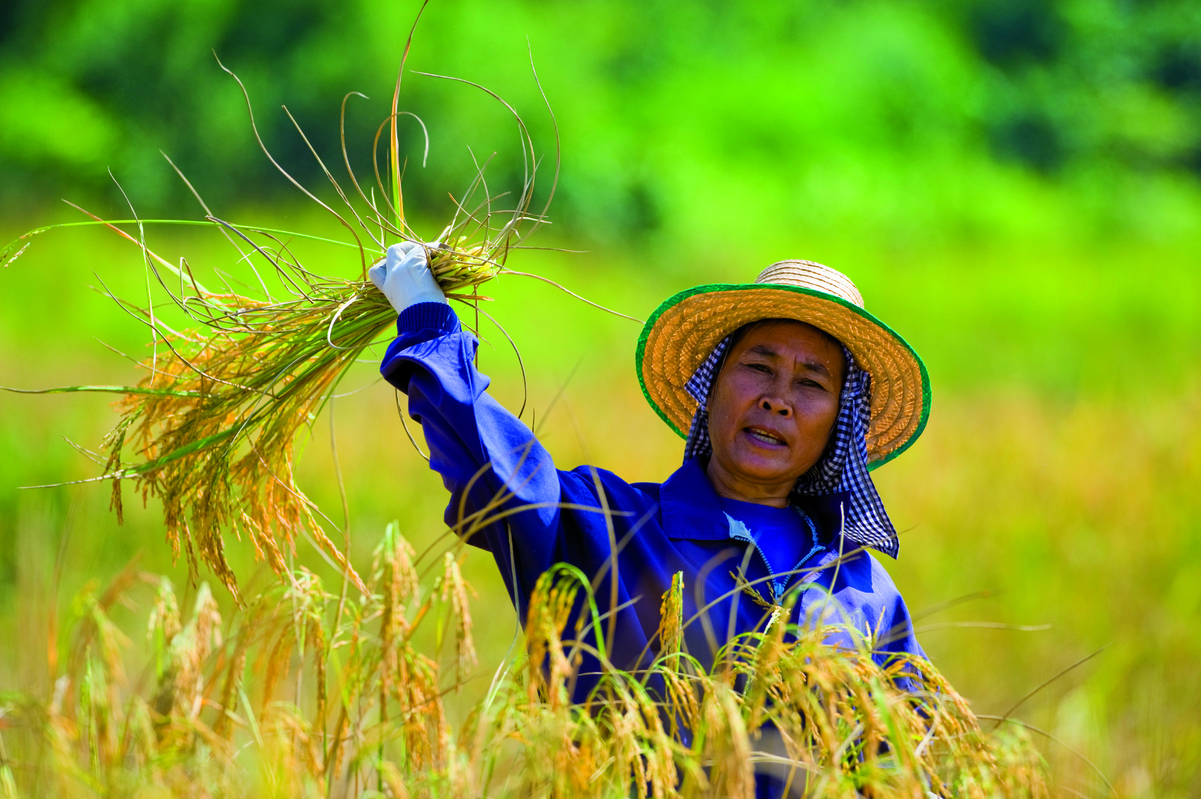 woman cutting rice